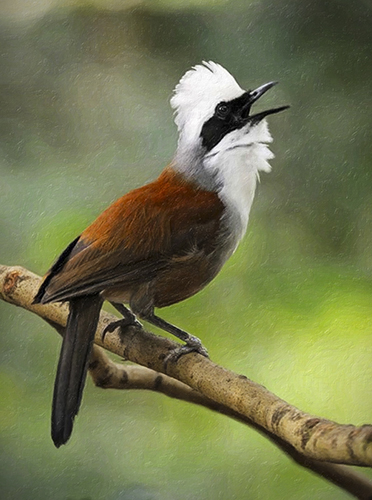 White-crested Laughing Thrush-2